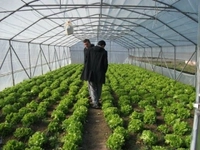 Sebze Yetiştiriciliği İçin Hazırlıklar